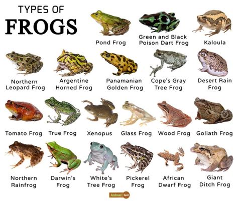 Different types of froggy printables