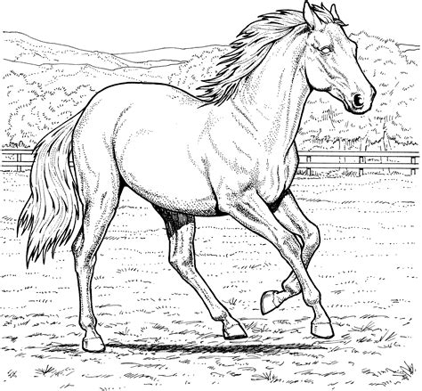 Different types of horse coloring pages