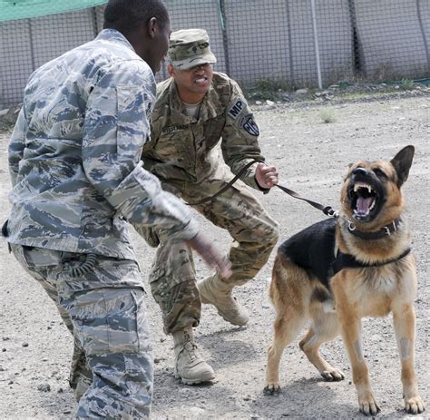 Types of military dogs