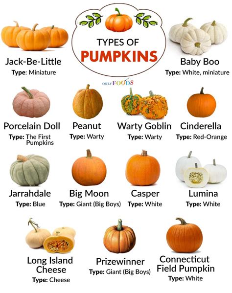 types of pumpkin printables