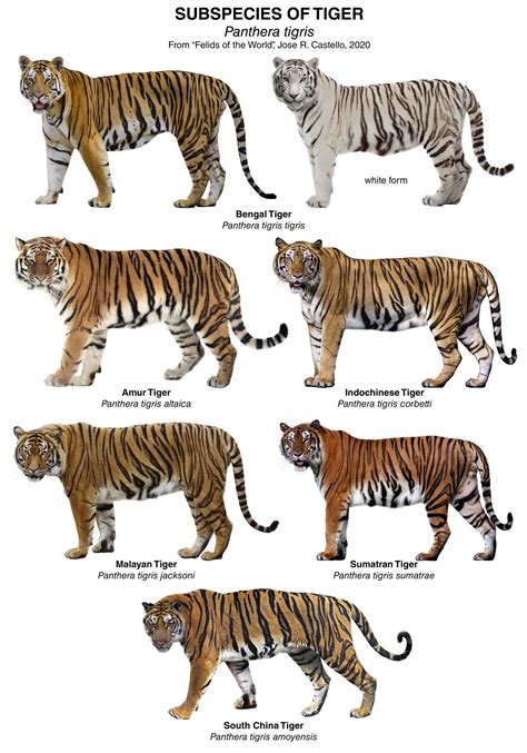 Types of tiger printable art templates