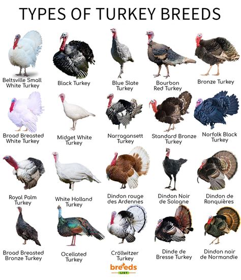 Types of Turkey printable templates