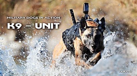 US Army Canine Units in Action