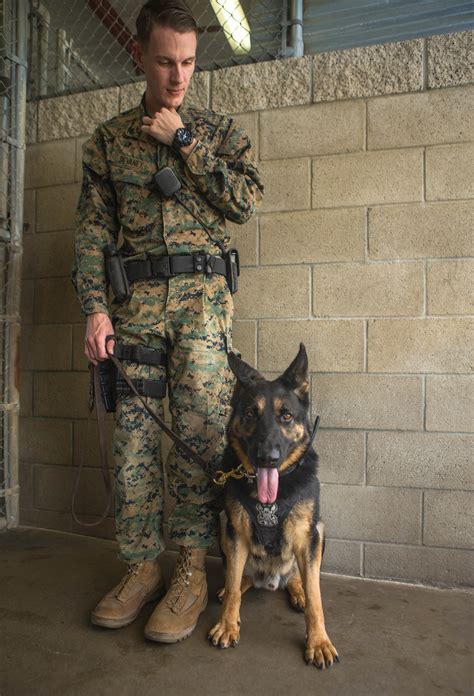 US Marine dog handler hero