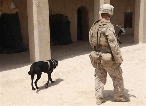 US Marine dog handler team