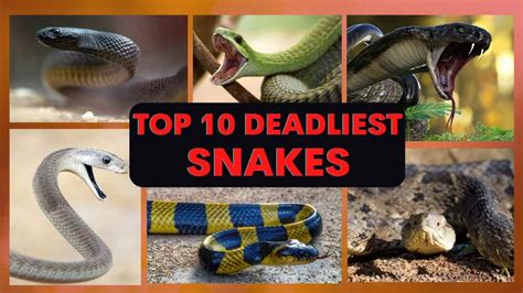 Venomous Snakes