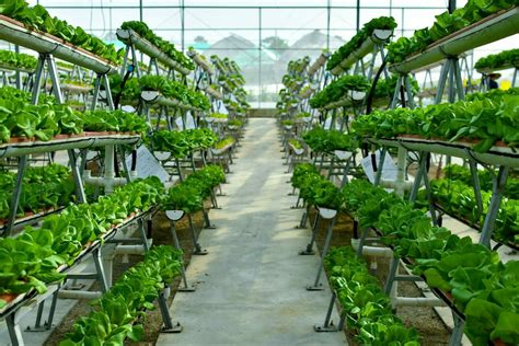 Vertical farming systems in action