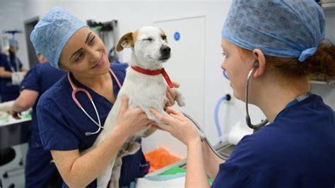 Veterinarian checking a dog's ears