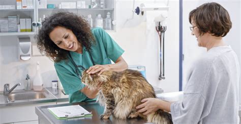 Veterinarian collaborating with other professionals