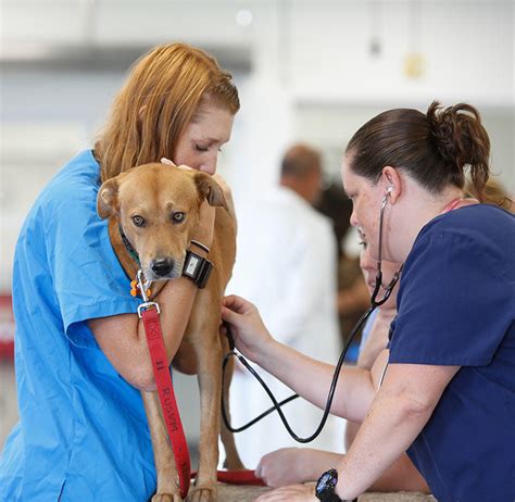 Veterinarian educating owner