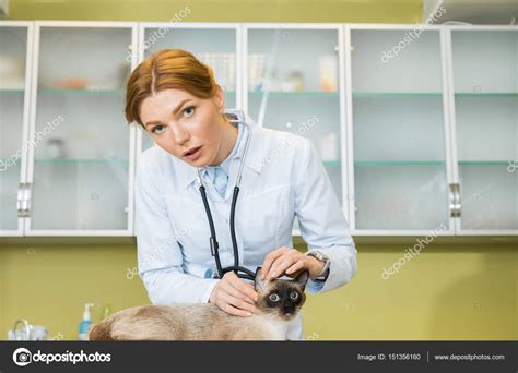 Veterinarian examining a cat