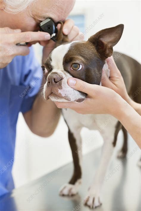 Veterinarian examining a dog