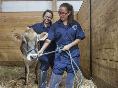 Veterinarian Farm Animal Care