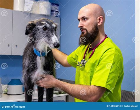 Veterinarian inspecting food