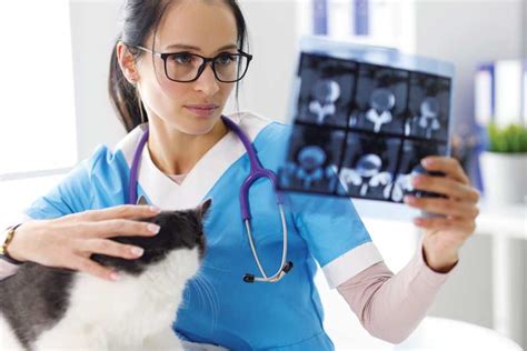 Veterinarian Patient Care