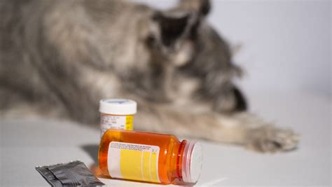 Veterinarian prescribing medication