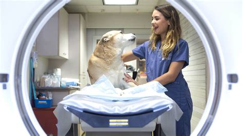 Veterinarian wearing specialized gear