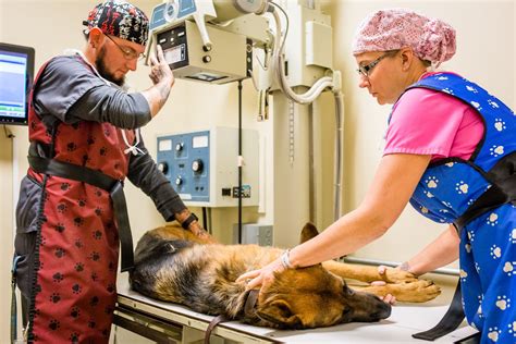 Veterinarian performing surgery