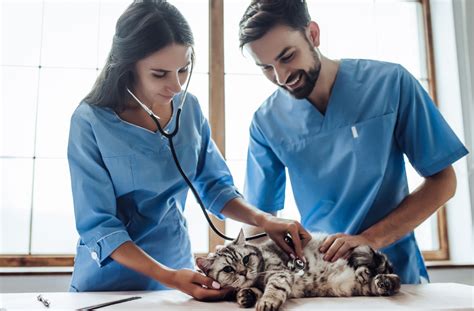 Veterinarian Workplace Culture