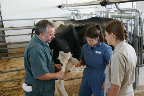 Veterinarian Workplace Future