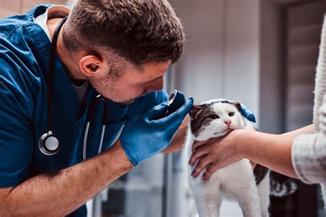 Veterinarian Workplace Trends