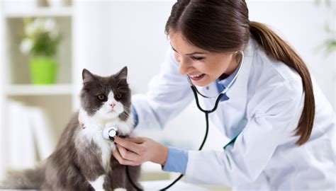 Veterinarians and animals