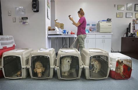 Veterinarians in animal shelters