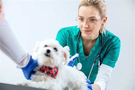 Veterinarians and career advancement