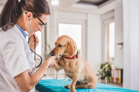 Veterinarians in clinic