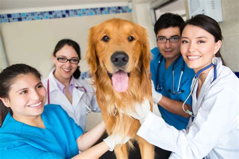 Veterinarians and physical demands