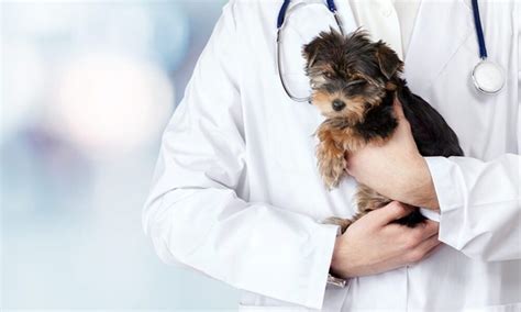 Veterinarians roles and responsibilities