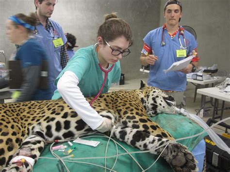 Veterinarians in wildlife conservation