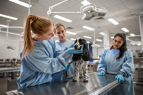 Veterinarians in the workplace