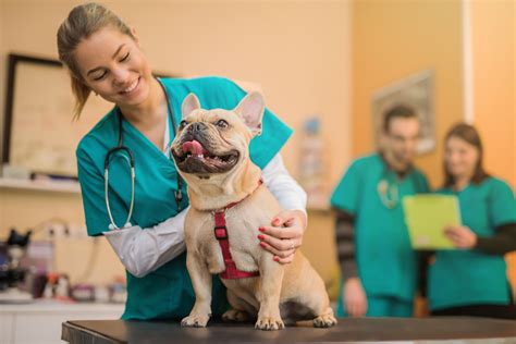 Veterinarians in various workplaces