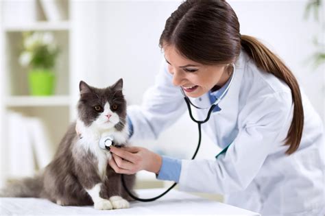 Veterinary career image 1