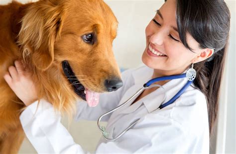 Veterinary career image 3