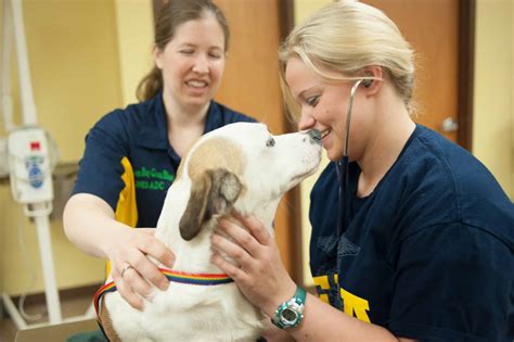 Veterinary career image 6