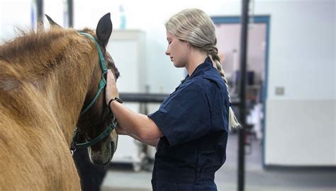 Veterinary career image 9