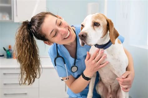 Veterinary career options