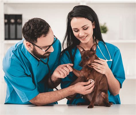 Veterinary Consultant