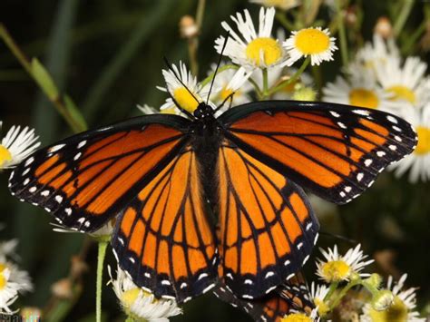 Viceroy butterfly