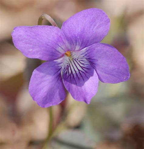 Violet birth flower