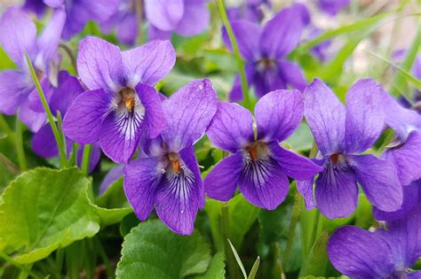 Violets, the February birth flower