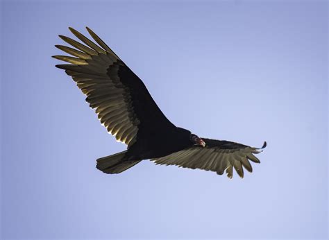 Vulture in flight