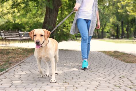 Walking with dog