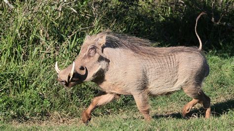 Warthog as pet