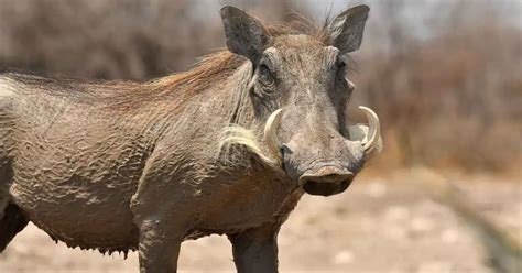 Warthog behavior and characteristics