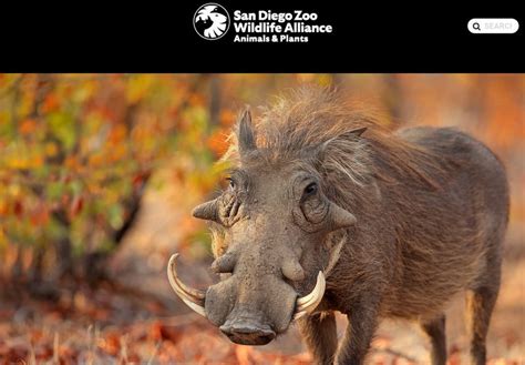 Warthog vocalizations and body language