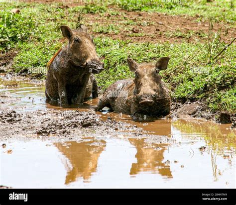 Warthog conservation