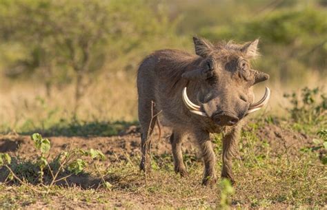 Warthog facts